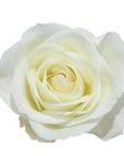 Tibet Roses