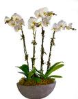 Orchid - Phalaenopsis - Plant