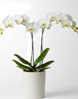 Orchid - Phalaenopsis - Plant
