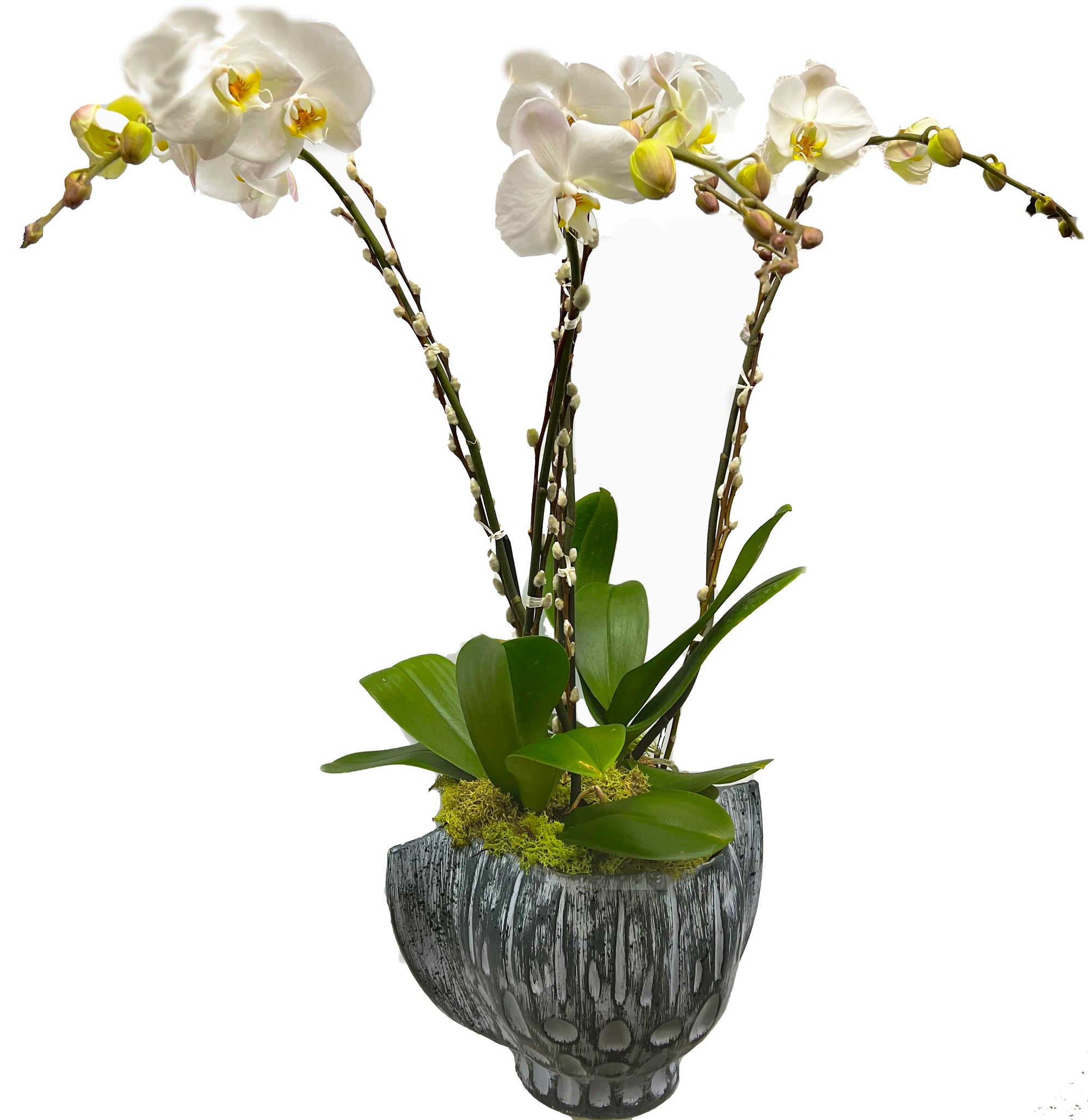 Orchid Plants