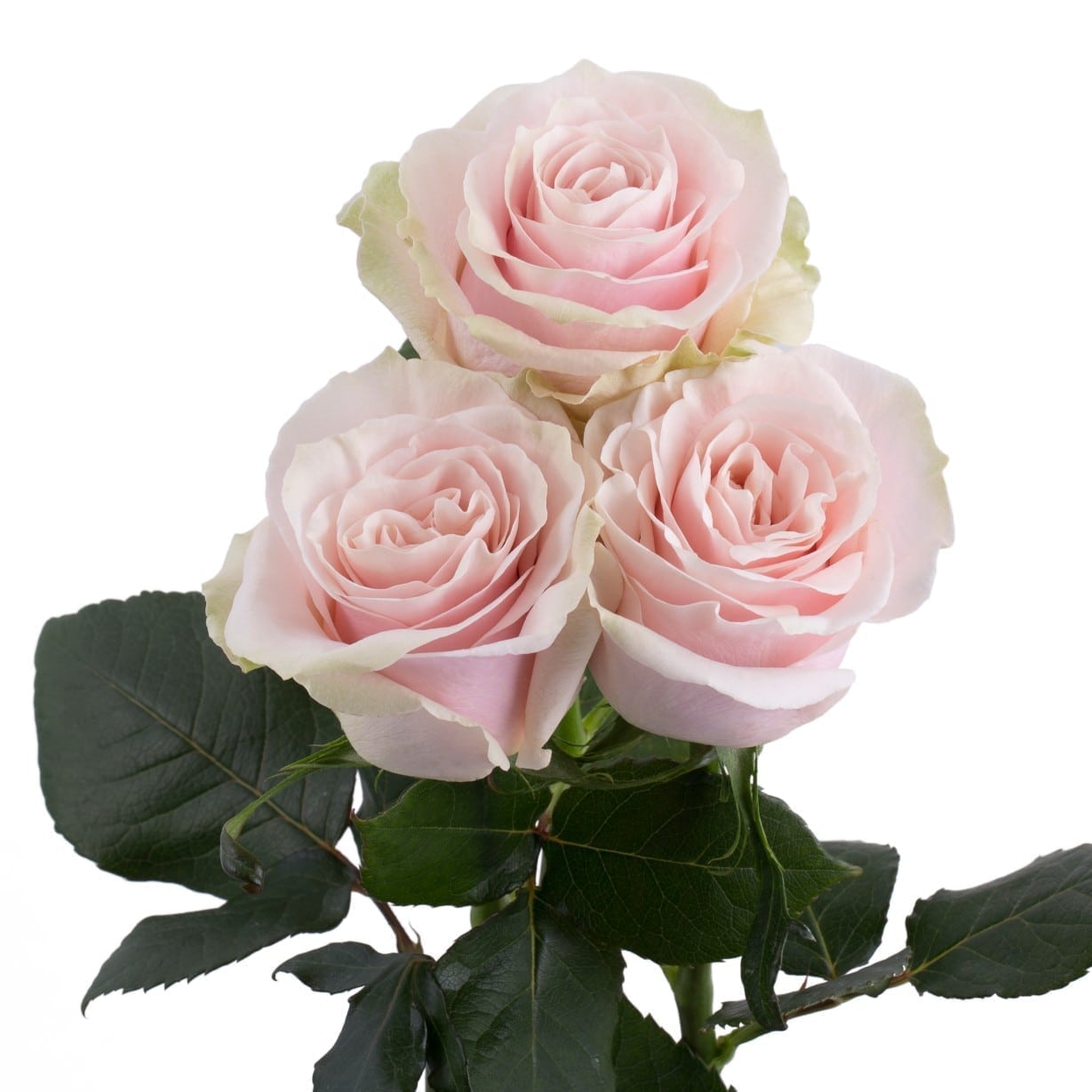Roses Two & Three Dozen - More Colors