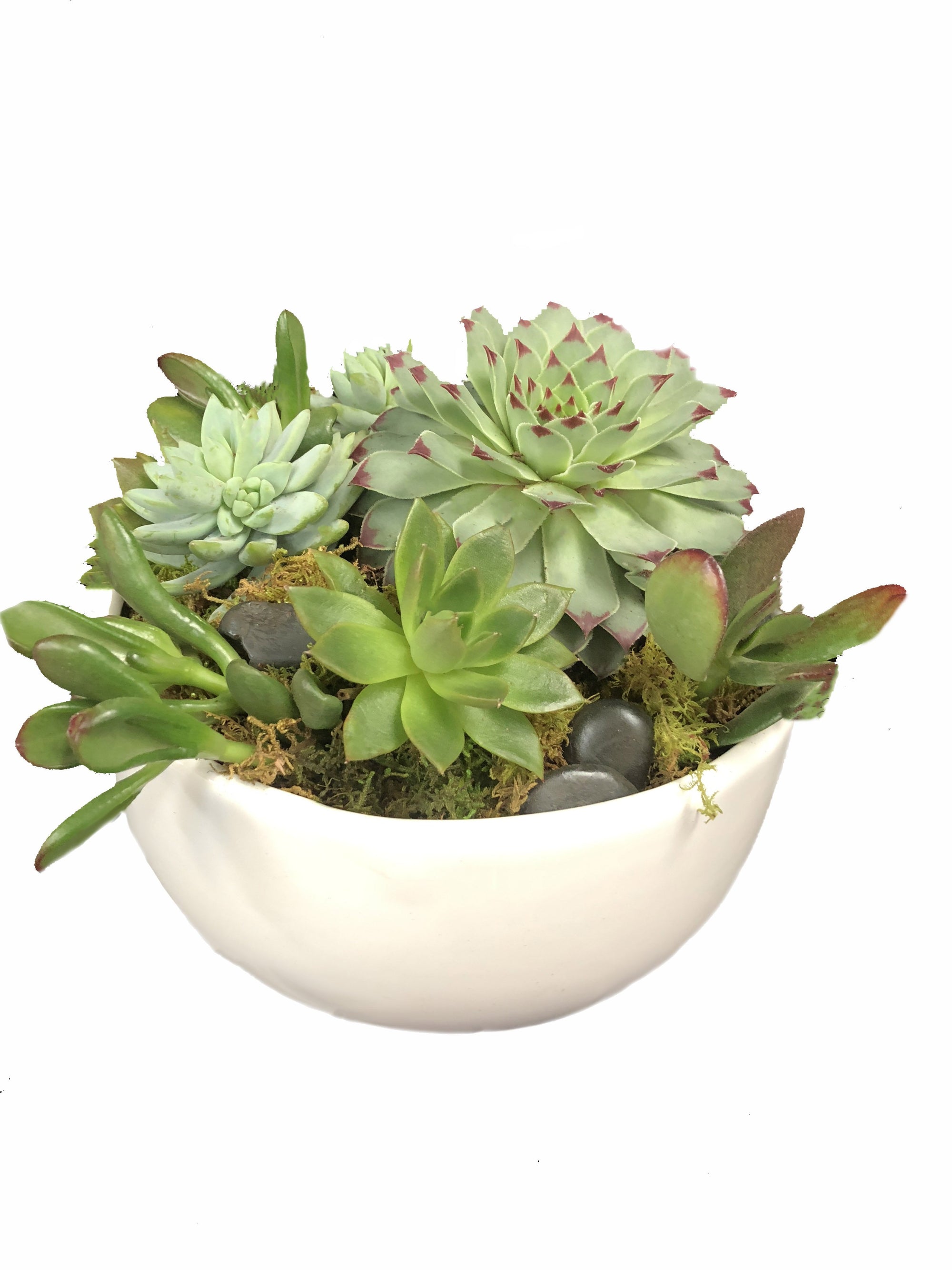 succulent plant dish Succulent Dish Garden – Lane Florist