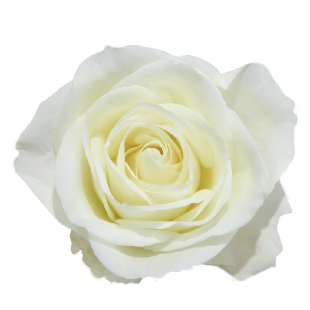 Roses One Dozen (More Colors)