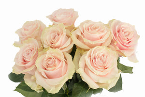 Roses (More Colors)